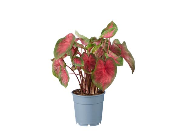 Caladium mix
