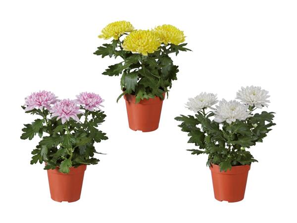 Krysantemum Zembla