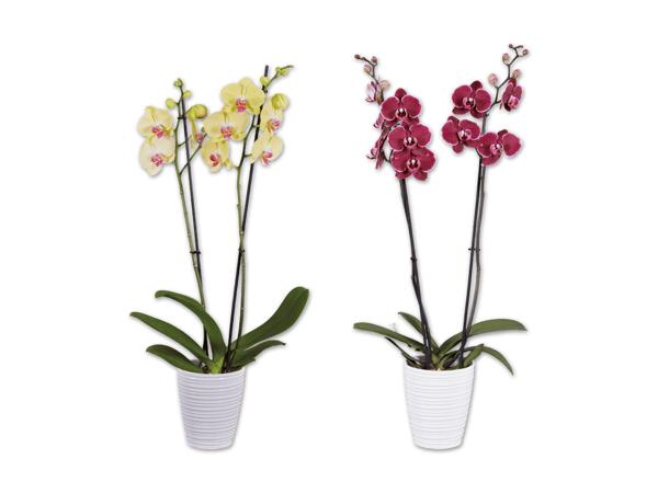 Orchidee 2-Trieber im Keramiktopf