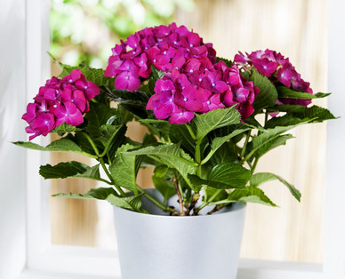 Zimmer-Hortensie
