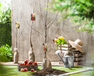 Obstbaum