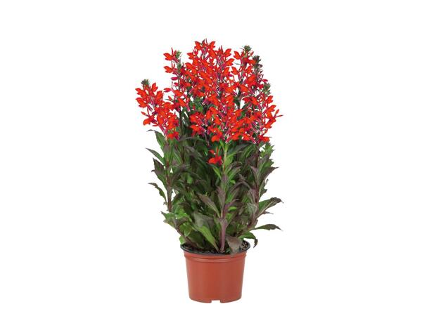 Large Perennials