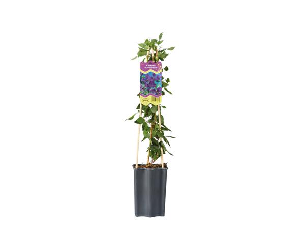 Clematis Mix