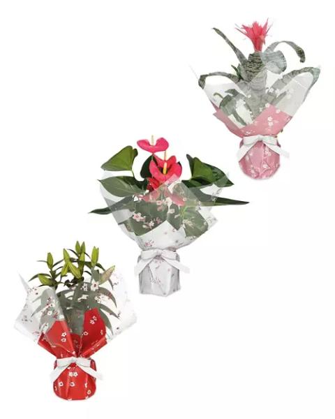 Gift Wrapped Plant