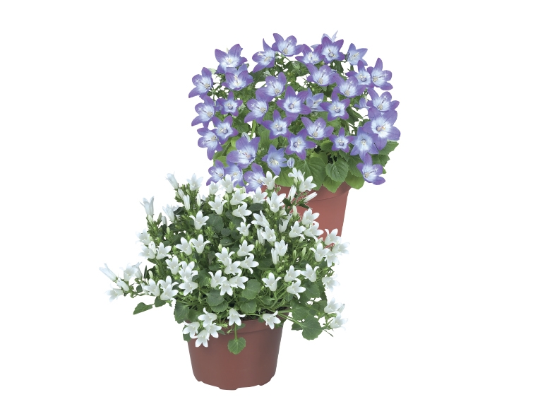 Bell Flower