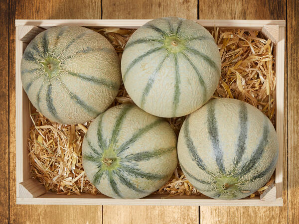 Cantaloupmelone