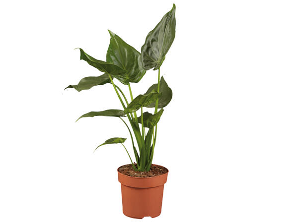 Green Plants