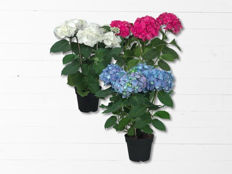Hortensias (dès 26.5.)
