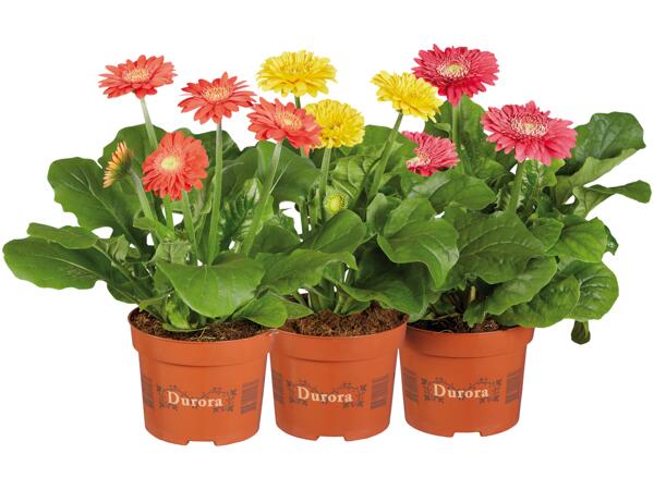 Gerbera