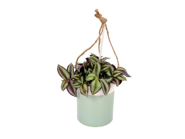Green Plant in Hanging Pot