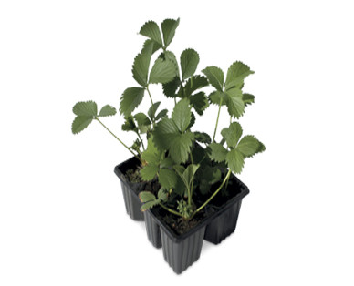 Strawberry Plants