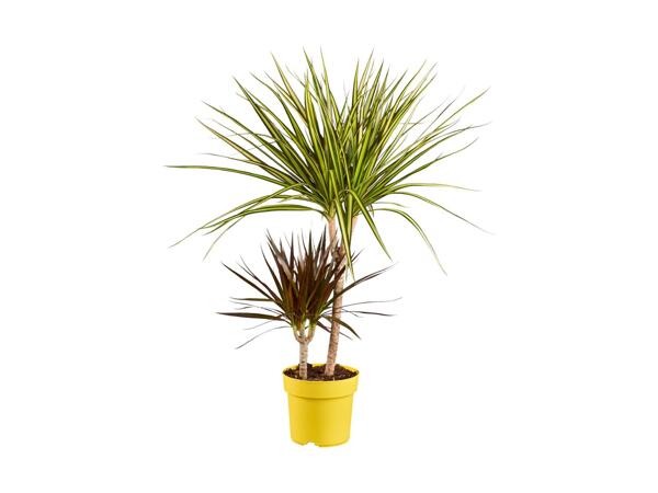 Dracaena in Coloured Pot