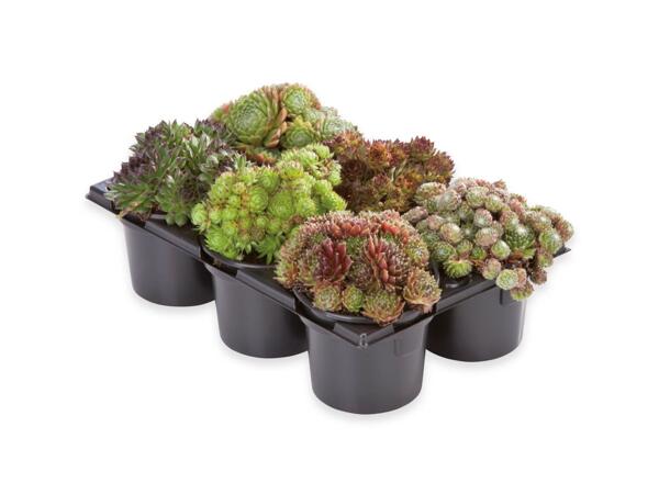 Sempervivum