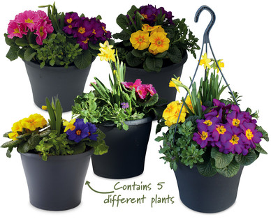 Alpine Planter/Hanging Basket