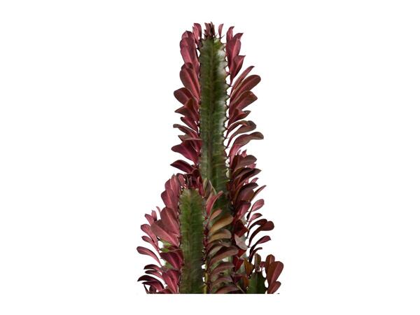 Cactus "Desert Stars"