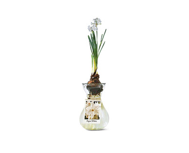 Paper White in Glass Vase