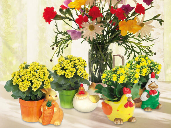 Hahn, Hase oder Henne bepflanzt