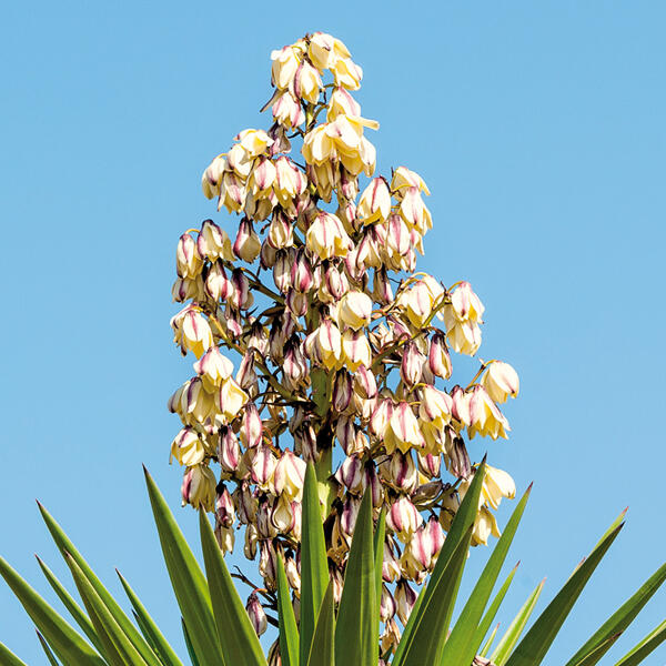 Garten-Yucca