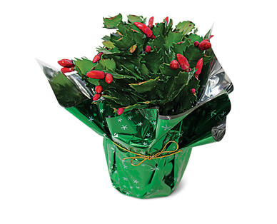 5" Christmas Cactus