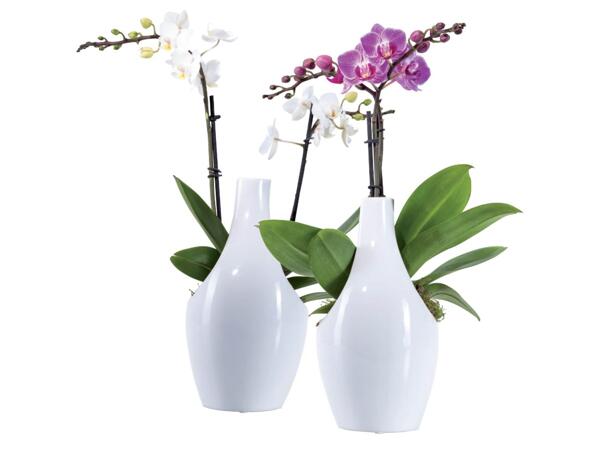 Phalaenopsis
