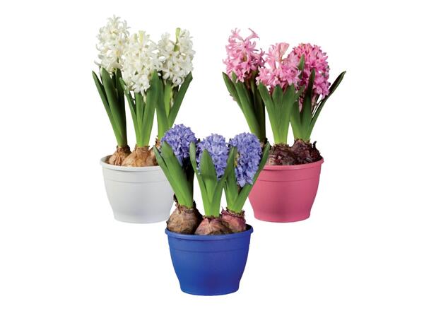 Hyacinths
