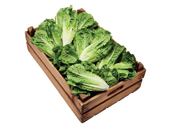 Sallat Nouvelle