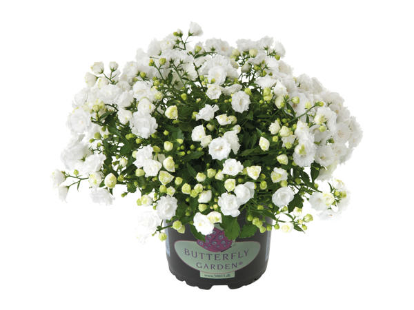 Campanula