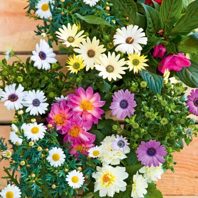 Plantes estivales, 4 pcs