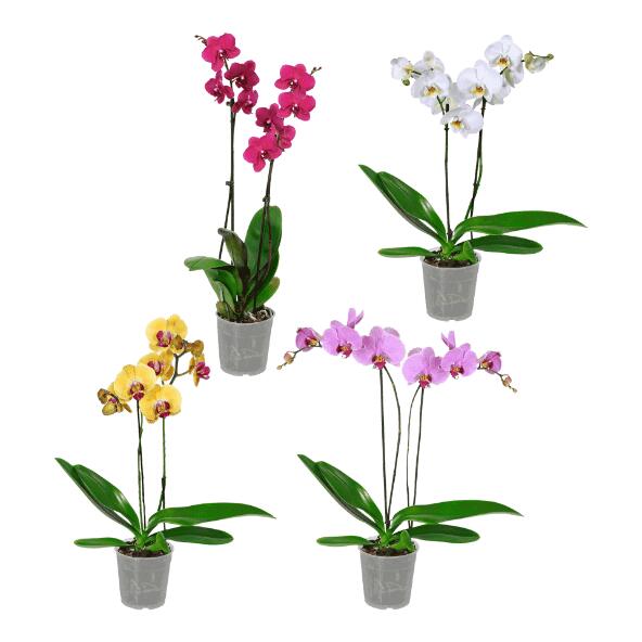 Orchidée