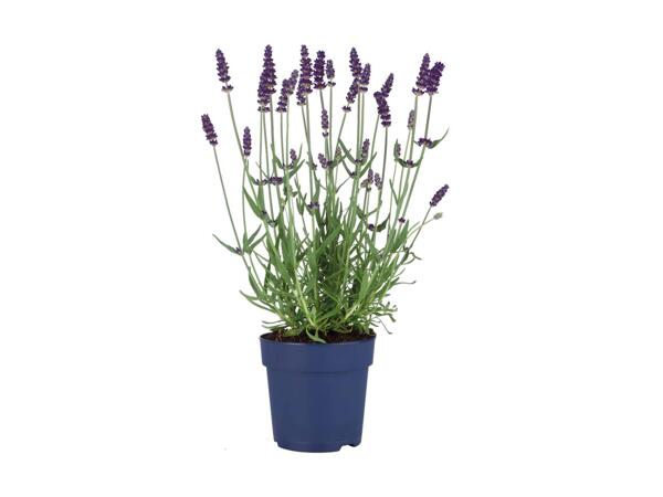 Lavendel "Felice"