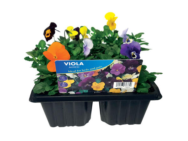 6 Pack Summer Bedding