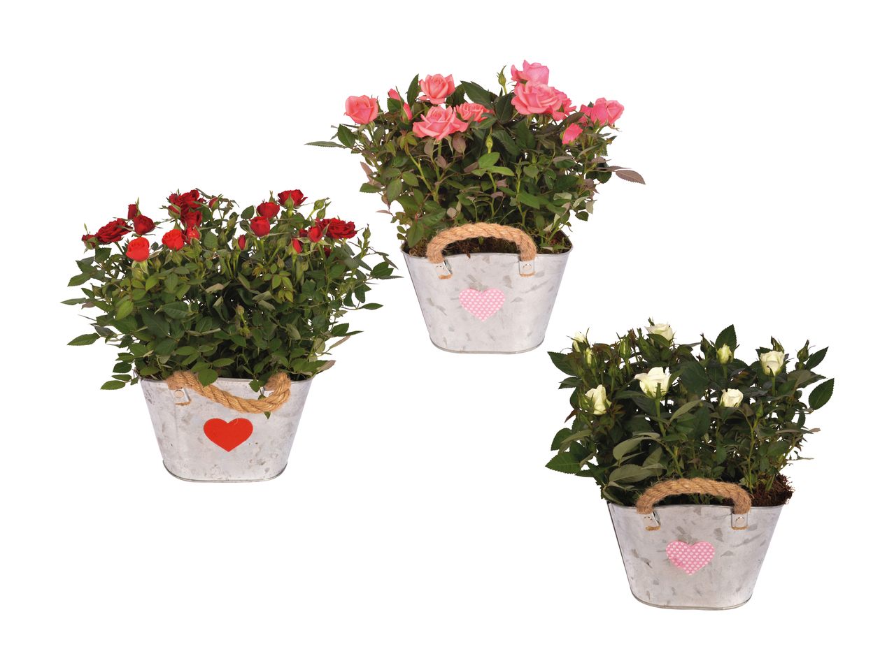 Rosier dans un pot en zinc ovale