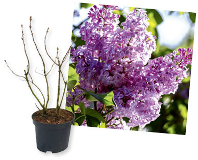 Gartenflieder