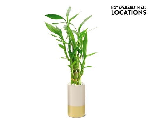 2.5" Lucky Bamboo