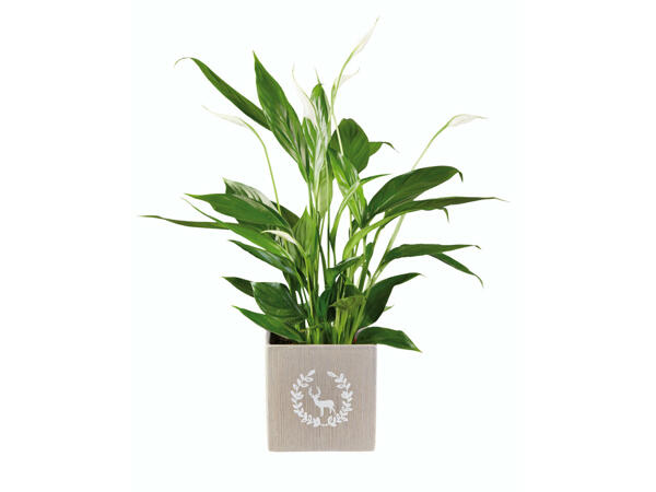 Plantes à fleurs dans un pot en céramique