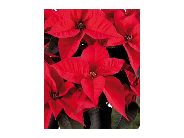 Poinsettia