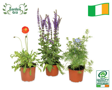 Summer Perennial Plants