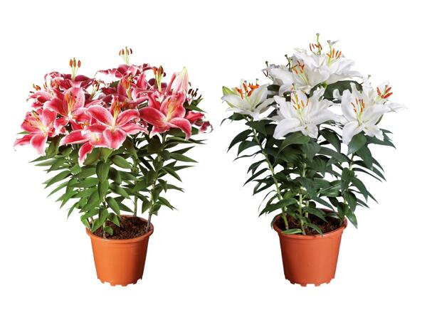 Lilies