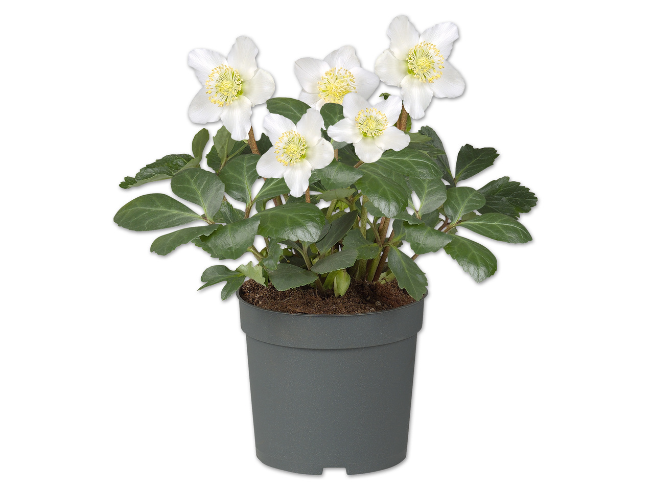 Schneerose (Helleborus)
