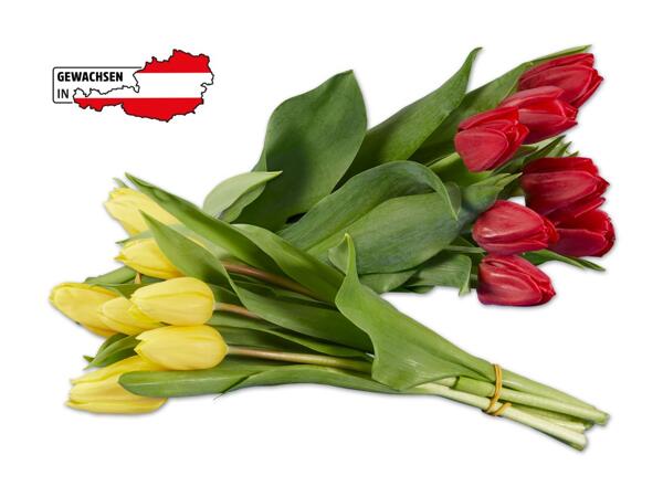 Tulpenstrauß einfärbig
