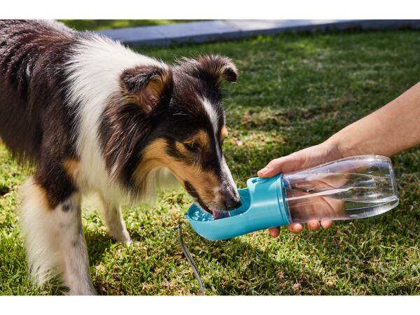 Dog Drink/ Food Travel Assortment