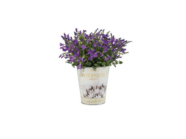 Campanule en pot
