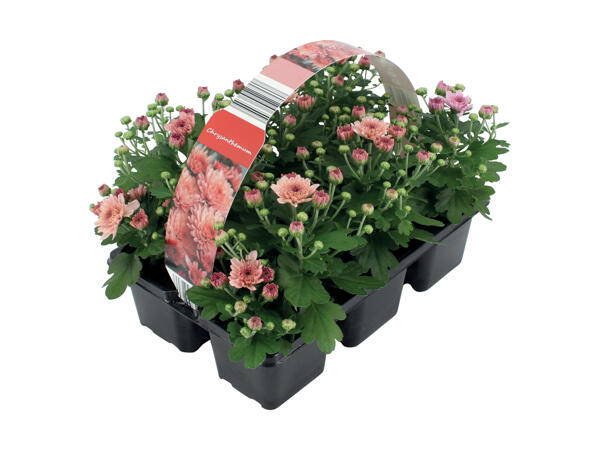 Chrysanthemum 6'er bakke