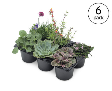 Alpines