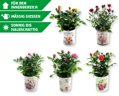 Rosen in Vintageübertopf