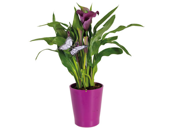 Calla im Keramikübertopf