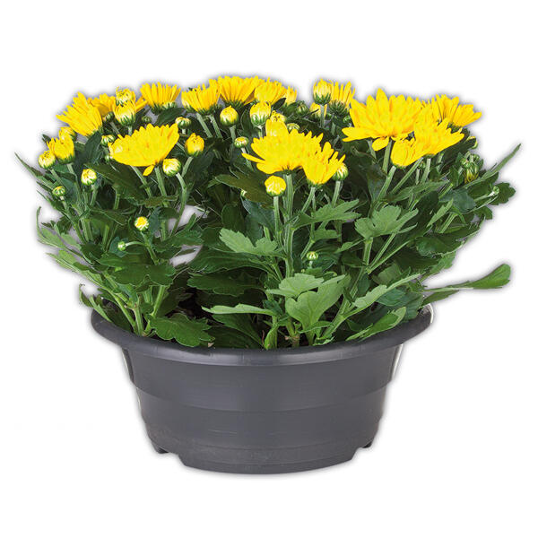 Chrysanthemen