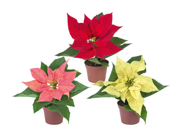 Poinsettia Mini