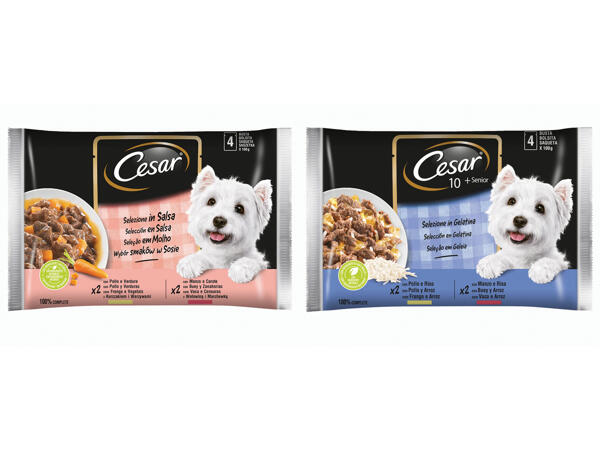 Dog Food in a Sauce or Gelatine