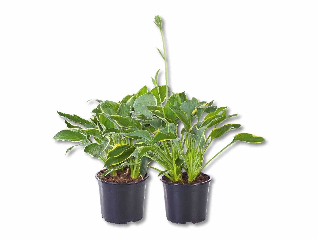 Hosta